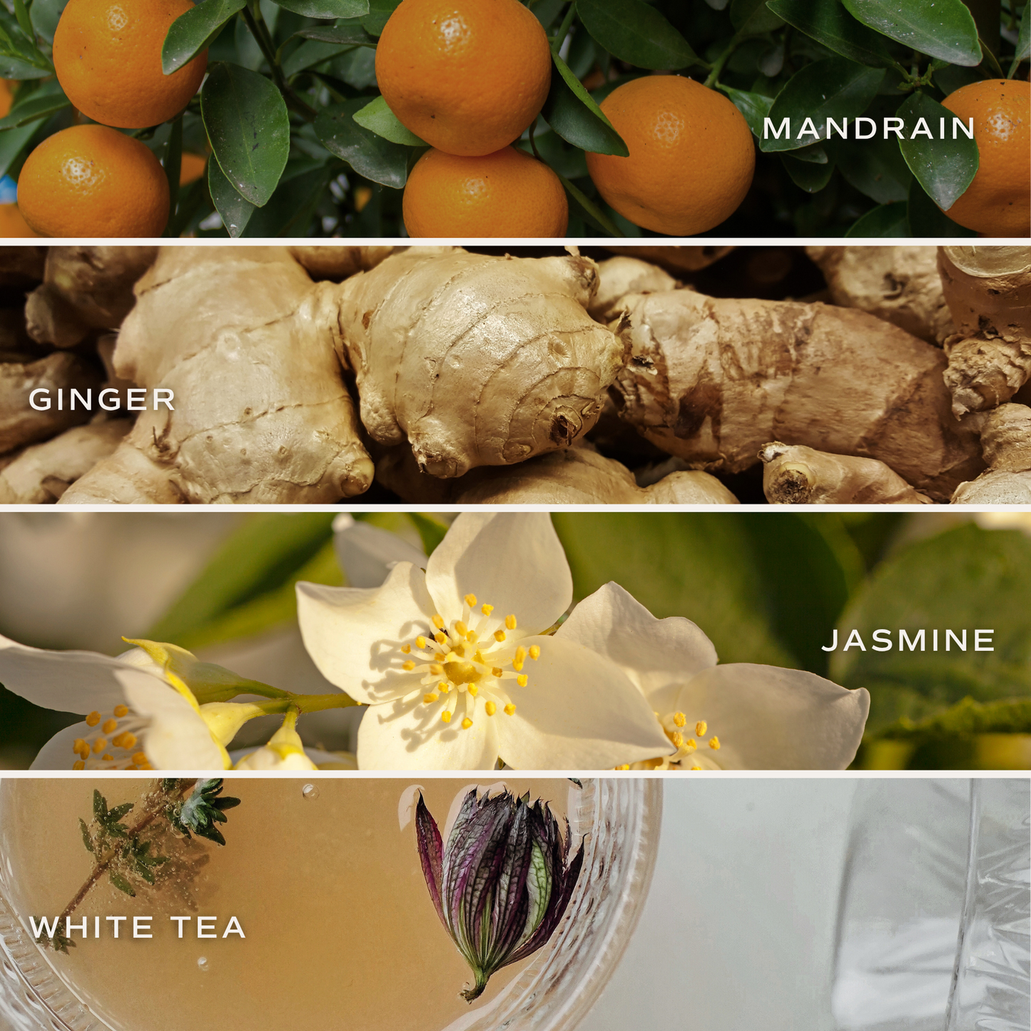 *NEW* White Tea and Jasmine 4.6 oz Bath Bomb